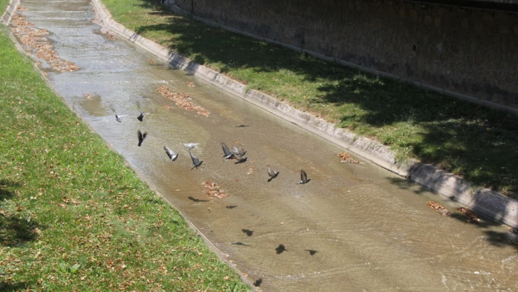 Güvercinlerden Çay Molası