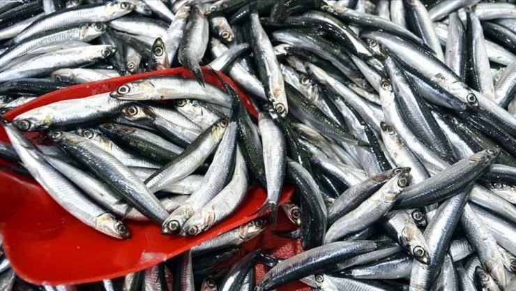 Yabancılar Hamsinin Tadına Vardı