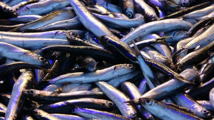 Hamsinin Fiyatı Yeni Yılda Geriledi