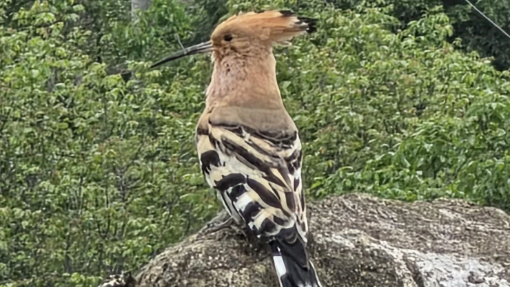 Hanönü'de İbibik Kuşu Görüldü