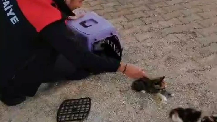 Anne Kedi ve Yavrularını İtfaiye Ekipleri Kurtardı