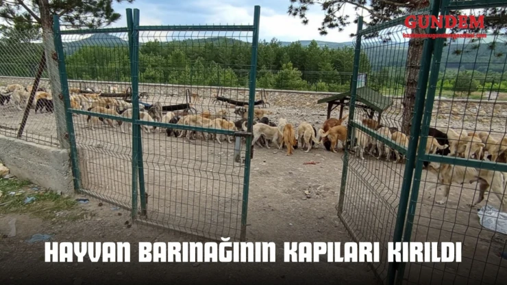 Hayvan Barınağının Kapıları Kırıldı