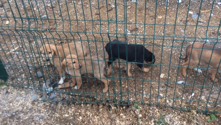 Hayvan severlerden Başkan Uzuner'e teşekkür