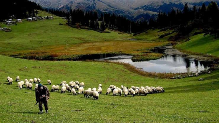 Hayvancılık Desteklemelerinin Uygulanmasında Düzenleme