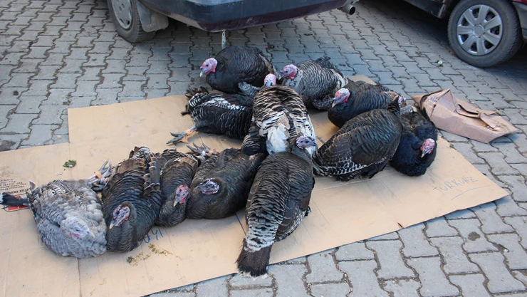 Hindi satışı durma noktasında