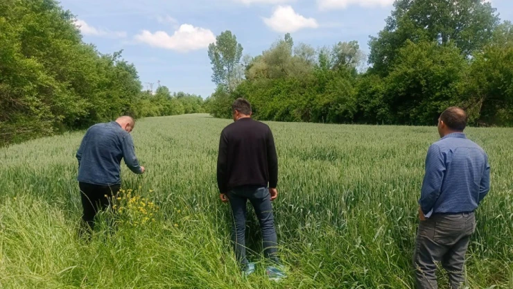 Hububat Ekili Alanları İncelediler