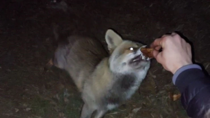 Yiyecek Arayan Tilki, İftar Sofrasına Denk Geldi