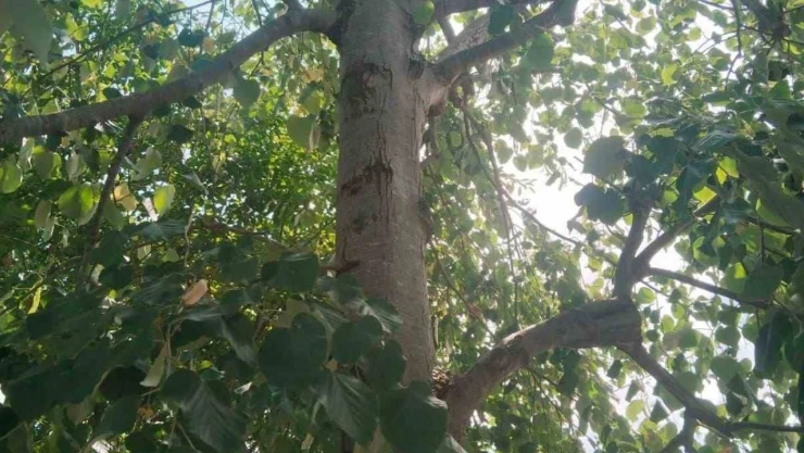 Ihlamur Ağacından Düşen Kadın Yaralandı