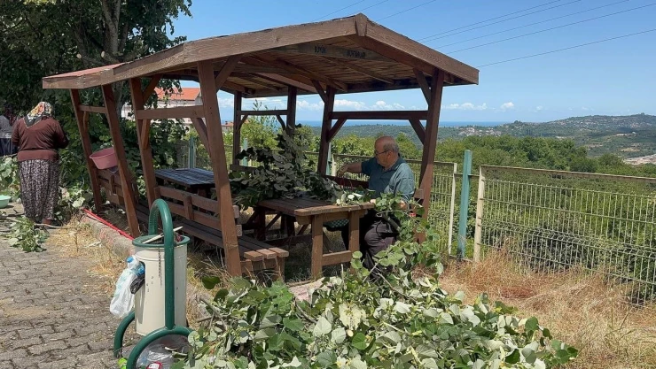 'Mis Kokulu' Hasat Başladı