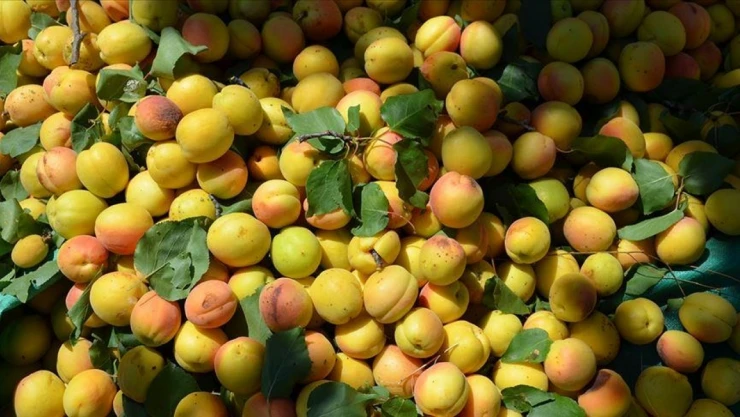 İhracat 329,3 Milyon Dolar Oldu