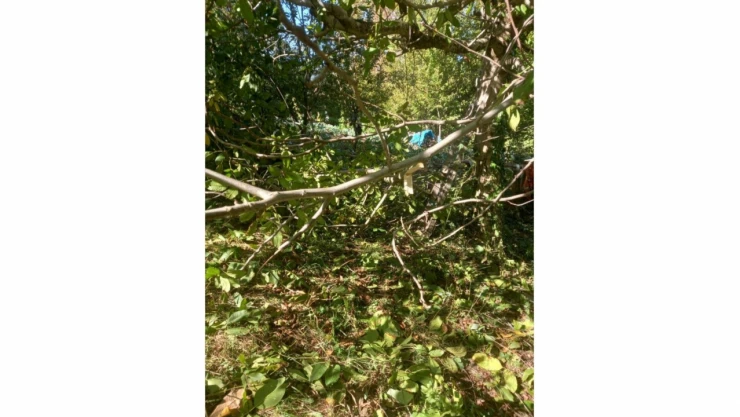 İlçeye inen ayı incir ağaçlarına zarar verdi