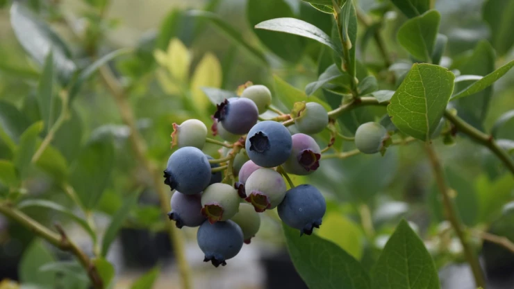 ilk defa dikilen meyvede ihracat hedefi