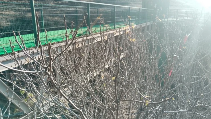 İncir Ağacı Kışın Meyve Verdi