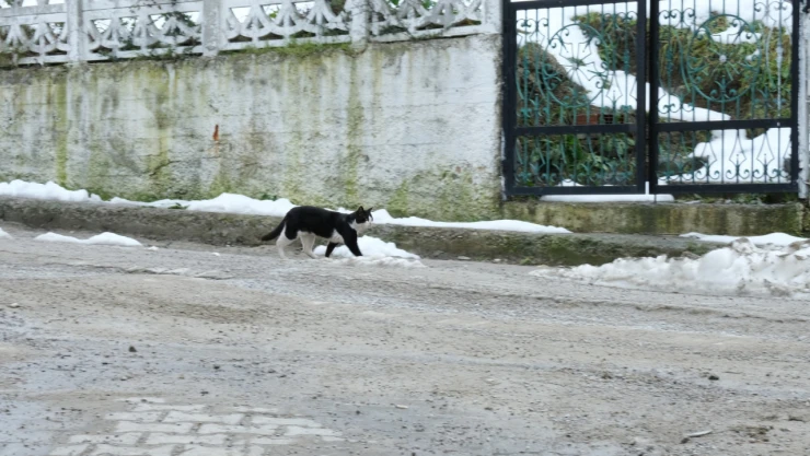 İnebolu Belediyesi'nden Sokak Hayvanlarına Çağrı