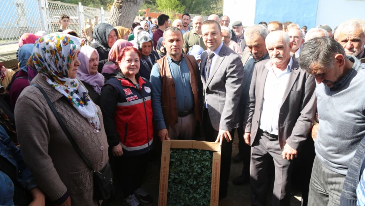 İnebolu'da Çiftçilere 100 Bin Fide Dağıtıldı