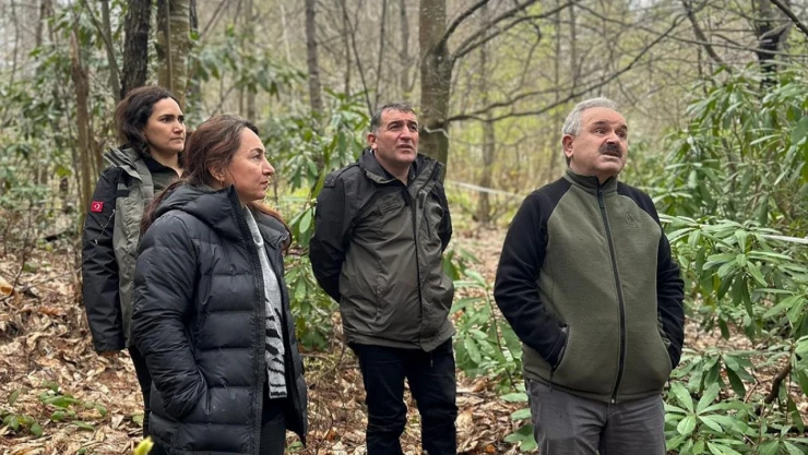 İnebolu ormanları, üretimin merkezi olacak