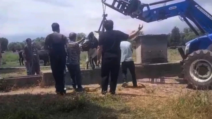 İnek Oluğa Sıkıştı, Köylüler Seferber Oldu