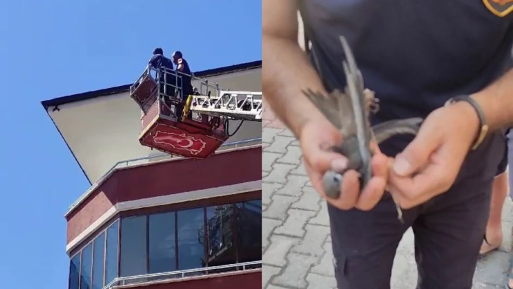 İpe dolanan Kırlangıç kurtarıldı