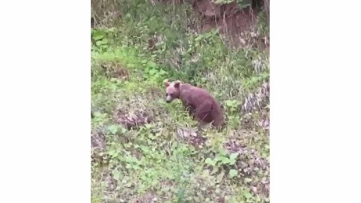 Islıkla ayı çağırdı