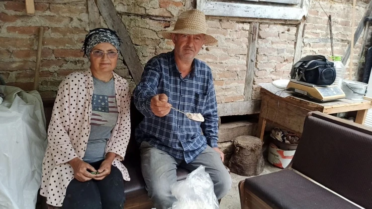 10 Dönümlük Arazide Salep Bitkisi Yetiştiriyorlar