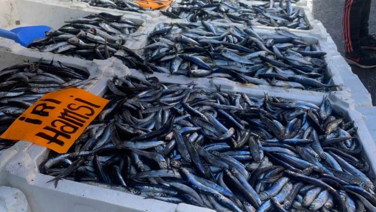 İstavrit Tezgahlarda 50 Liradan Alıcı Buldu