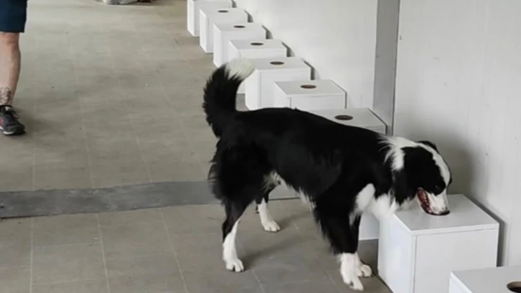 İstilacı Böcekler Sınır Kapılarında Tespit Edilebilecek