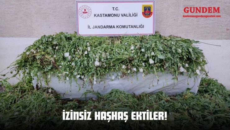 İzinsiz Haşhaş Ektiler!