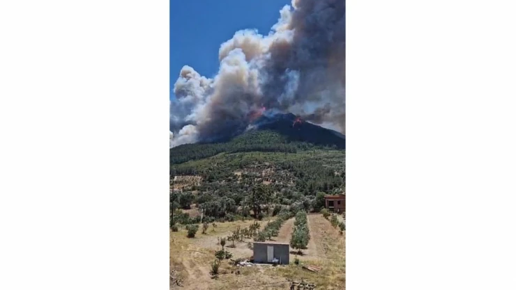 İzmir Menderes'te Orman Yangını