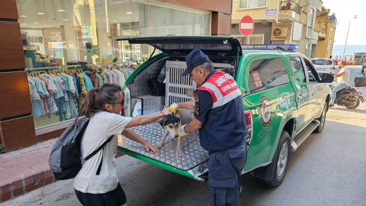 Jandarma hasta köpeği veter inere teslim etti