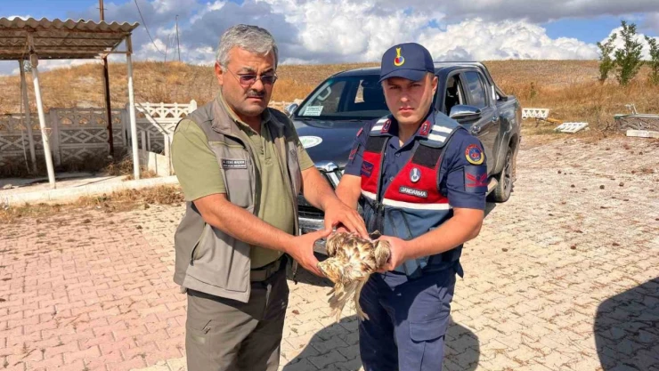 Yardıma Muhtaç Olan Şahin Kurtarıldı