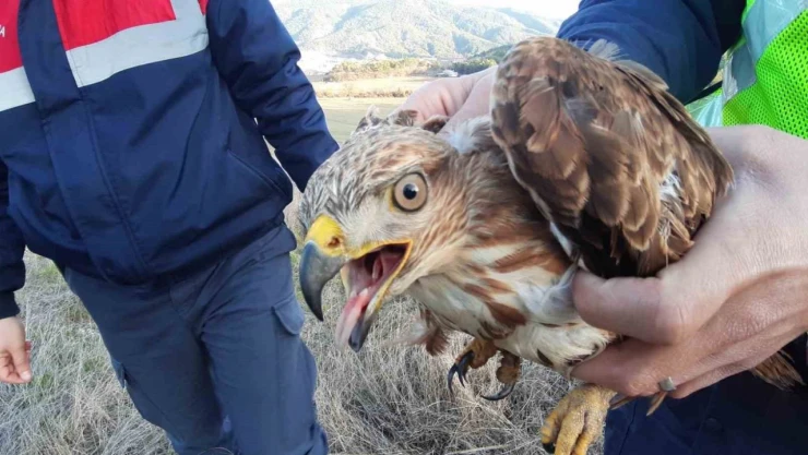 Jandarmanın Bulduğu Yaralı Şahin Tedavi Altında