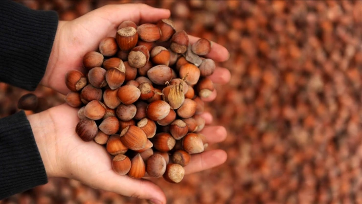 Kabuklu Fındık Alım Fiyatları Belirlendi
