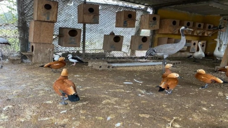 Kaçak Olarak Ülkeye Sokulan 371 Hayvan HAYTAP İşbirliğiyle Korumaya Alındı