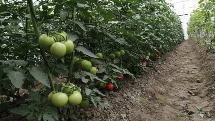 Kadın Elinden HanSera Projesi Desteklenecek