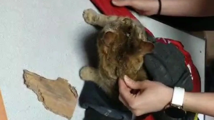 Kafasını Mama Kutusu Sıkıştı, Yardımına İtfaiye Ekipleri Yetişti