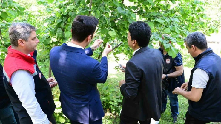 Kahverengi Kokarca ile Mücadele