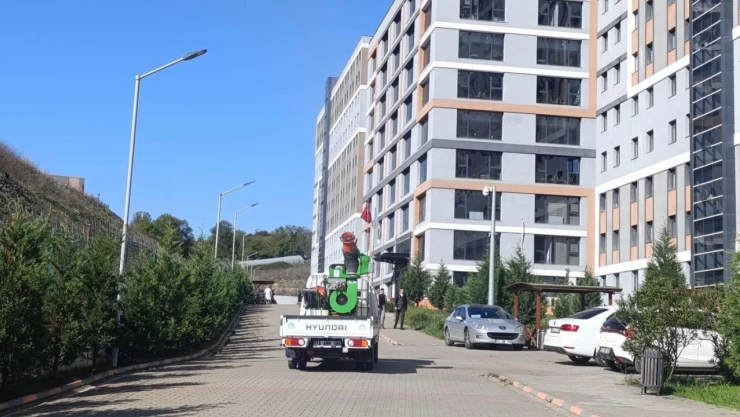 Kahverengi Kokarcayla Mücadele Çalışması