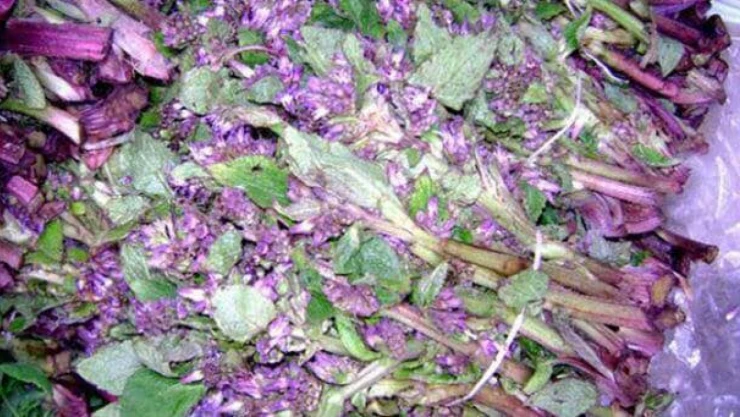 Kaldirik otunun faydaları