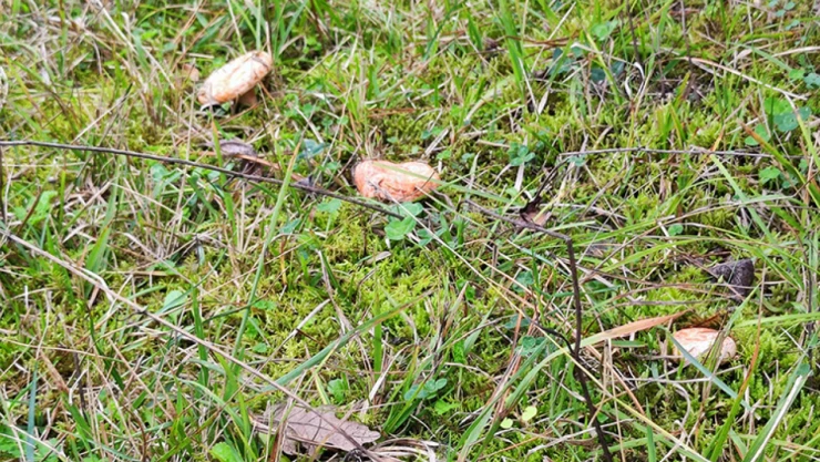 Kanlıca Bereketi Başladı