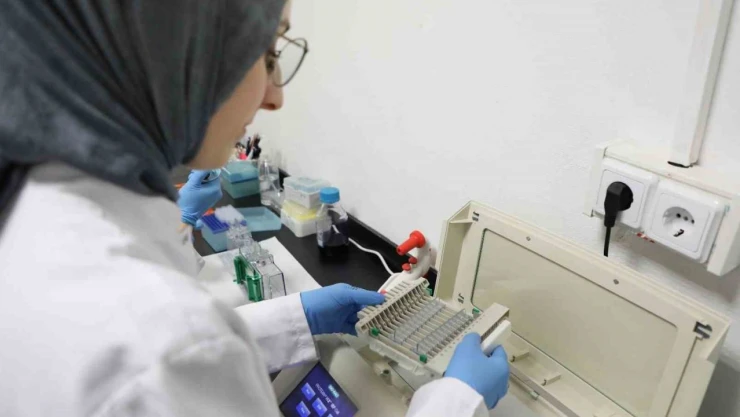 Kanseri Önlemede Yeni Umut: Kereviz Tohumu