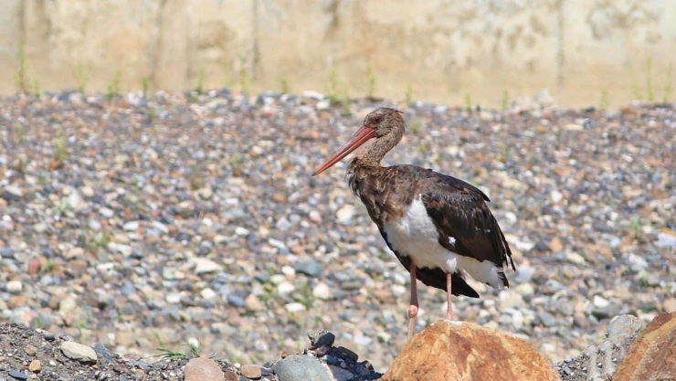 Kara Leylek Ezine Çayı'nda Fotoğraflandı