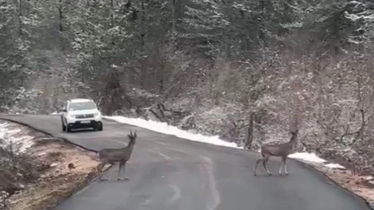 Kara Yolundaki Karacalar Böyle Görüntülendi