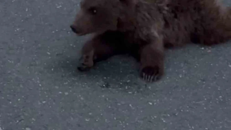 Yaralı Yavru Ayı DKMP'ya Teslim Edildi