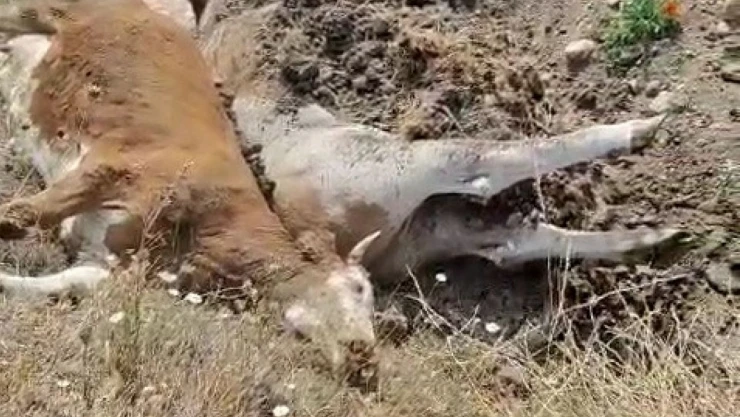 Karabük'te 3 İnek Şap Hastalığından Telef Oldu