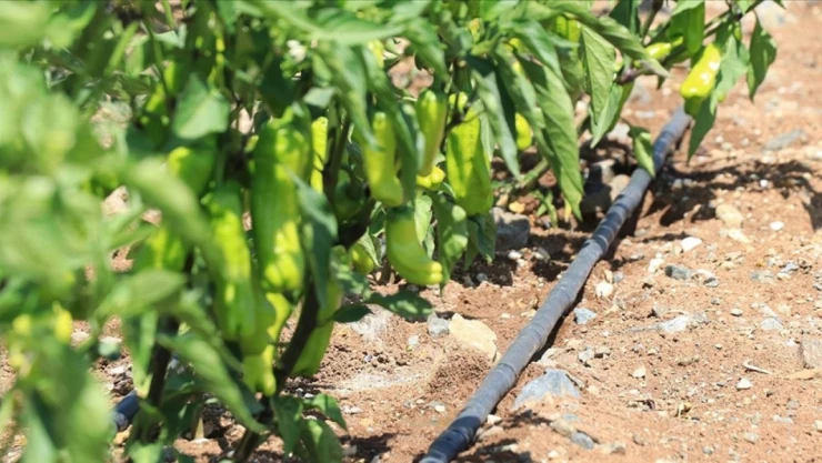 Karabük'te Bahçe Sulama Yasaklandı