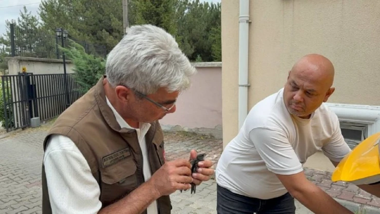 Ebabil Kuşu Tedavi Altına Alındı