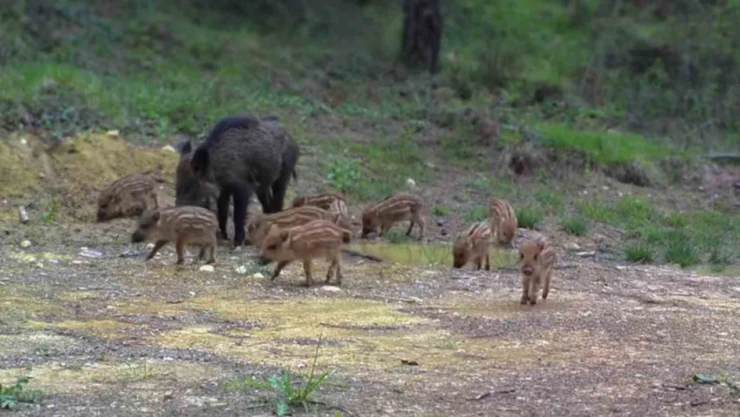 Domuz Ailesi Görüntülendi