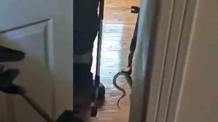 Karabük'te Eve Giren Yılan İtfaiye Ekiplerince Yakalanarak Doğaya Salındı