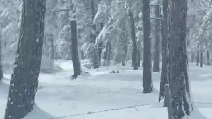 Karabük'te İki Karaca Ve Tilki Görüntülendi