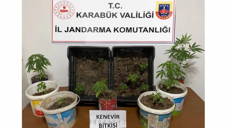 Karabük'te Kök Kenevir Ele Geçirildi